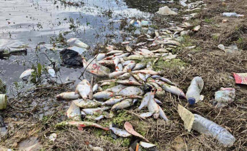 İstanbul’un Eyüpsultan ilçesindeki gölette yosun patlaması balık ölümlerine yol açtı.