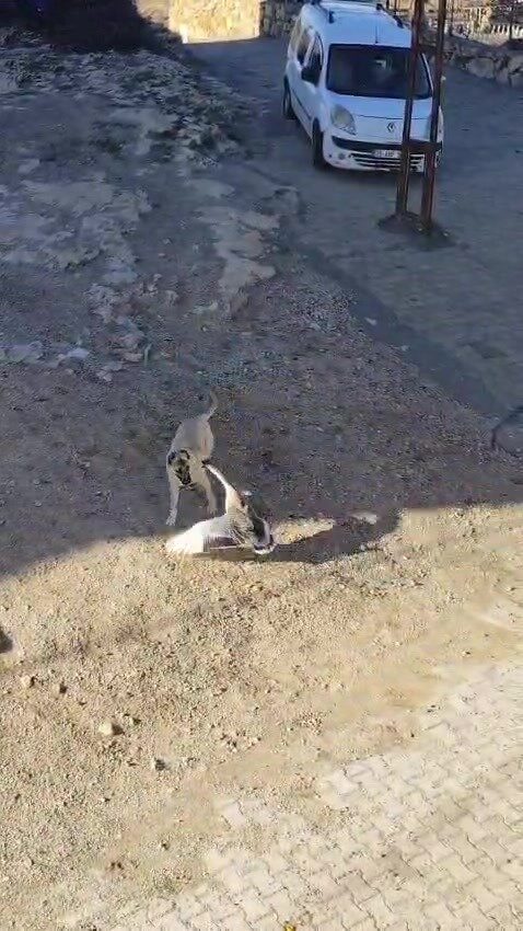 Batman’ın Gercüş ilçesinde kaz ve köpeğin kavgası cep telefonuyla görüntülendi.