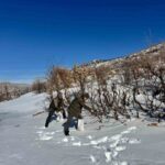 Zorlu kış koşullarında Gercüş Orman İşletme Müdürlüğü, yaban hayvanlarına yiyecek bıraktı.