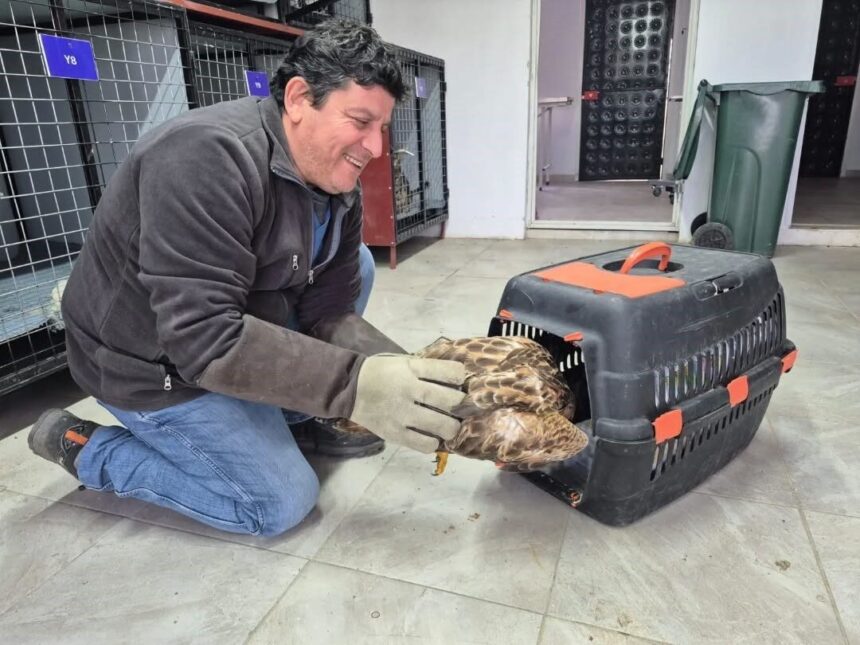 Germencik’te yaralı şahin, WhatsApp İhbar Hattı ile kurtarılarak doğaya geri kazandırıldı.