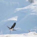 Elazığ’ın Karakoçan ilçesinde göç etmeyen kara leylekler görüntülendi.