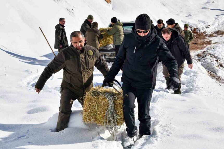 Gümüşhane’de yaban hayvanları için kar yağışından sonra doğaya yem bırakıldı.