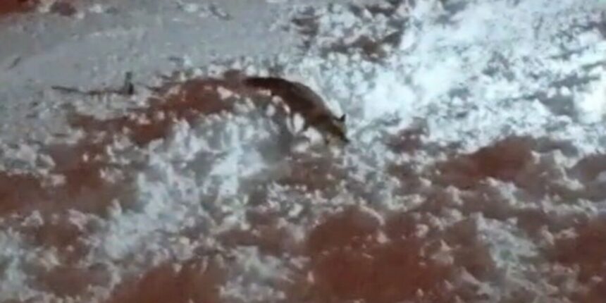 Hakkari’de ağır kar ve dondurucu soğuklar, tilkilerin şehre yiyecek aramasına neden oldu.