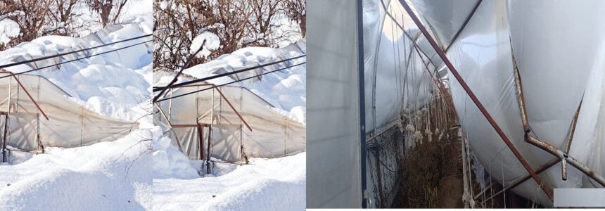 Çimenli köyünde yoğun kar yağışı nedeniyle seralar çöktü, üretici destek bekliyor. Çimenli köyünde yoğun kar yağışı nedeniyle seralar çöktü, üretici destek bekliyor.