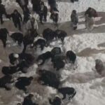 Hakkâri’de çatıdan düşen kar kütlesi nedeniyle bir kız öğrenci yaralandı.