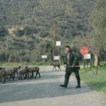 Aydın’da havaların ısınmasıyla koyunlar doğaya salındı, çobanlar Kurban Bayramı hazırlıklarına başladı.