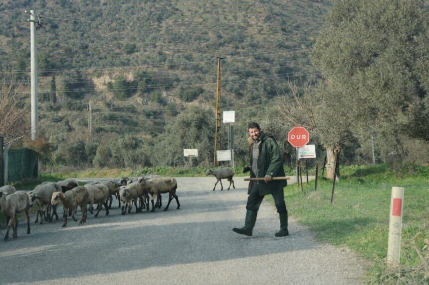 Aydın’da havaların ısınmasıyla koyunlar doğaya salındı, çobanlar Kurban Bayramı hazırlıklarına başladı. Aydın’da havaların ısınmasıyla koyunlar doğaya salındı, çobanlar Kurban Bayramı hazırlıklarına başladı.