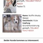 Nevşehir’de Hayvan Barınağından Gönüllülerle Çıkarılan Köpeklerin Sahte Microçiplerle Yurtdışına Gönderildiği İddia Edildi