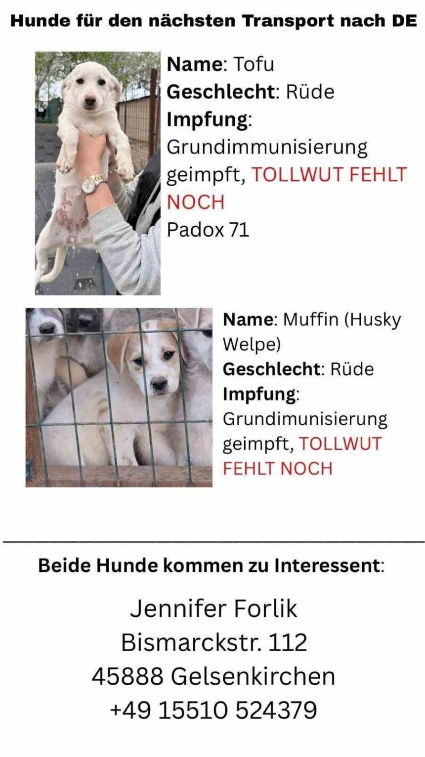 Nevşehir’de Hayvan Barınağından Gönüllülerle Çıkarılan Köpeklerin Sahte Microçiplerle Yurtdışına Gönderildiği İddia Edildi Nevşehir’de Hayvan Barınağından Gönüllülerle Çıkarılan Köpeklerin Sahte Microçiplerle Yurtdışına Gönderildiği İddia Edildi