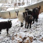 Feke’deki hayvancılar, artan kurt saldırıları nedeniyle büyük zararlar yaşıyor. Yetkililerden yardım bekliyorlar.