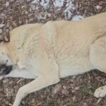 Eskişehir’de bir parkta köpekleri toplayan belediye personeli ile hayvansever arasında tartışma çıktı.