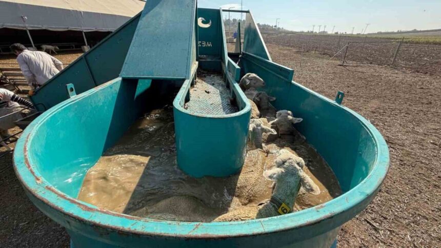 İnegöl Belediyesi, tarım ve hayvancılığı destekleme politikaları ile üreticilere önemli katkılar sunuyor.