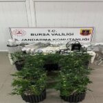 İnegöl’de esrar üretiminde kullanılan malzemeler ele geçirildi, bir kişi gözaltına alındı.