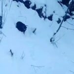 Rize’nin Ardeşen ilçesinde kardan kapanan yolda görevli operatör, kaybolan keçiyi iş makinesine alarak sahiplerine ulaştırdı.