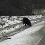 İstanbul’da yiyecek arayan yaban domuzu Hasdal-Kemerburgaz yoluna indi. Geçişi dikkat çekti.