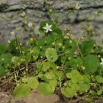 Ege Üniversitesi’nden Prof. Dr. Yıldırım, “İzmir Göbekotu”nu bilime kazandıran ekipte yer aldı.