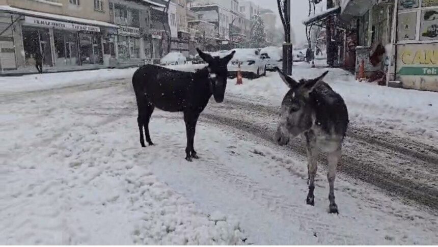 Çermik’te Sosyal Medyada Görünen Sahipsiz Eşekler, Vatandaş Tarafından Kurtarıldı