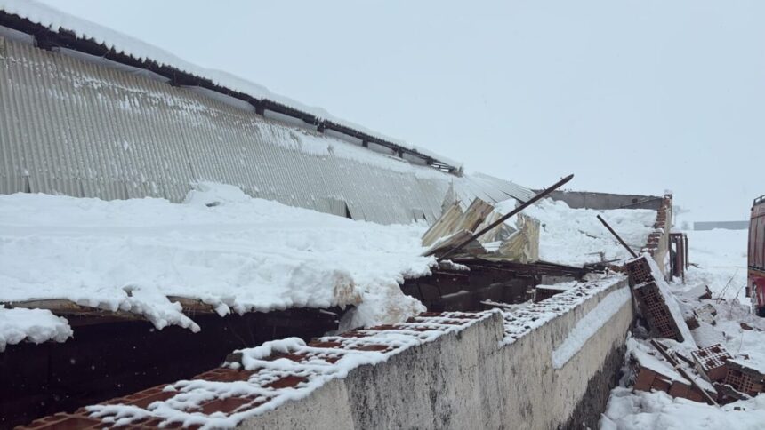 Sur’da yoğun kar yağışı ahırın çatısını çökertti, 11 büyükbaş hayvan hayatını kaybetti.