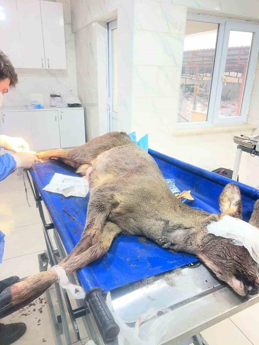 Karabük’te bir arabanın çarpmasıyla yaralanan karaca, tedavi için ekiplerce alındı. Karabük’te bir arabanın çarpmasıyla yaralanan karaca, tedavi için ekiplerce alındı.