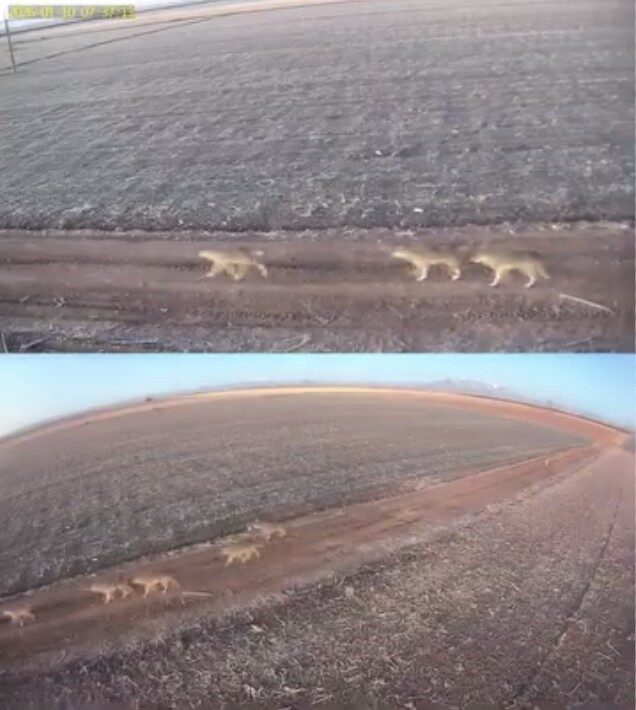 Karaman’da soğuk havanın artmasıyla dağ alanlarındaki kurtlar ovaya indi. Karaman’da soğuk havanın artmasıyla dağ alanlarındaki kurtlar ovaya indi.