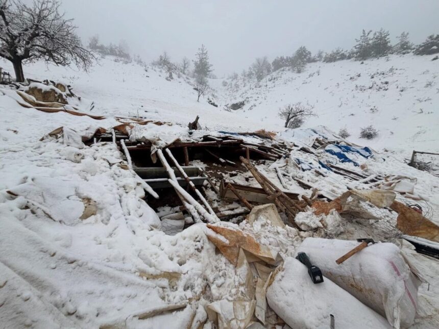 Başyayla’da yoğun kar yağışı nedeniyle ahırın çatısı çökmüş, 142 küçükbaş hayvan kurtarıldı. Başyayla’da yoğun kar yağışı nedeniyle ahırın çatısı çökmüş, 142 küçükbaş hayvan kurtarıldı.