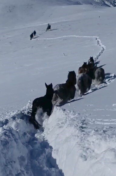 Hizan ilçesinde yoğun kar nedeniyle mahsur kalan at ve katırlar, güvenlik korucuları tarafından kurtarıldı.