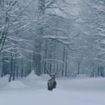 Kartepe’de Kış Turizmi İçin Salınan Kızıl Geyikler Görüntülendi