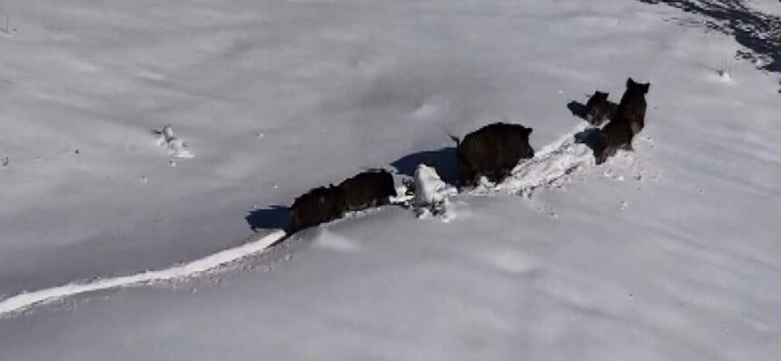 Erzincan’da kar yağışının ardından yaban domuzu sürüsü havadan görüntülendi. Kış koşullarında hayatta kalma mücadelesi gözler önüne serildi. Erzincan’da kar yağışının ardından yaban domuzu sürüsü havadan görüntülendi. Kış koşullarında hayatta kalma mücadelesi gözler önüne serildi.