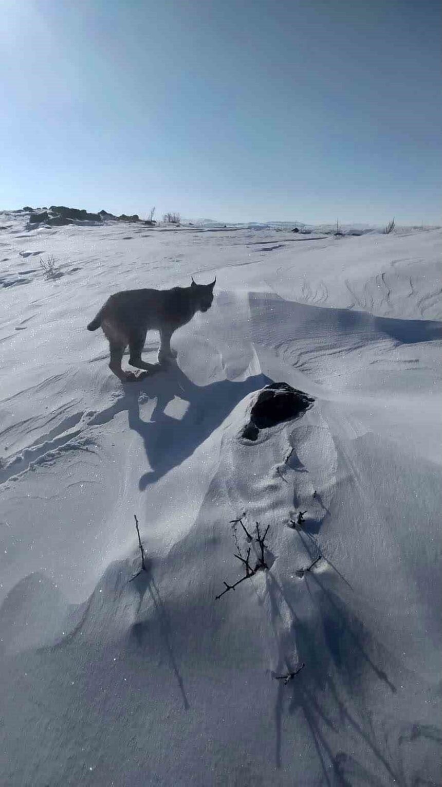 Bingöl’ün Karlıova ilçesinde nesli tehlike altında olan bir vaşak, cep telefonu ile görüntülendi.