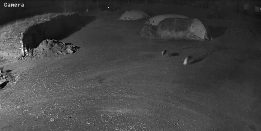 Kars’ta aç kurtlar, uyuyan köpeği kaparak bölgeden uzaklaştı; anlar güvenlik kamerasında görüntülendi. Kars’ta aç kurtlar, uyuyan köpeği kaparak bölgeden uzaklaştı; anlar güvenlik kamerasında görüntülendi.