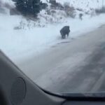 Kars’ta kış koşullarında yiyecek bulmakta güçlük çeken yaban domuzu yolda görüntülendi.
