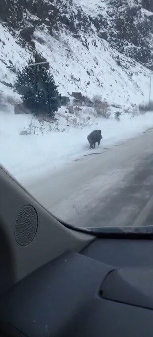 Kars’ta kış koşullarında yiyecek bulmakta güçlük çeken yaban domuzu yolda görüntülendi. Kars’ta kış koşullarında yiyecek bulmakta güçlük çeken yaban domuzu yolda görüntülendi.
