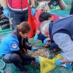 İnebolu’da Tarım ve Orman Müdürlüğü ekipleri, beyaz kum midyesi denetimlerine devam ediyor.