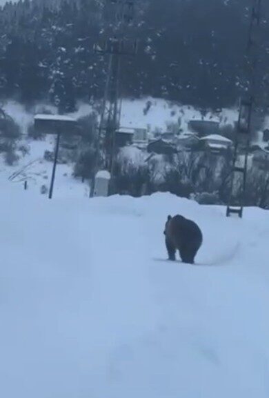 Ağlı’da kış uykusuna geçmeyen bozayı, ilçe merkezine yiyecek aramaya indi. Ağlı’da kış uykusuna geçmeyen bozayı, ilçe merkezine yiyecek aramaya indi.