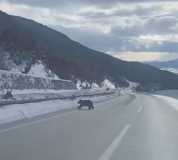 Kastamonu’nun Küre ilçesinde ormanda bozayının karda yürüyüşü görüntülendi, dört ayı yola indi.