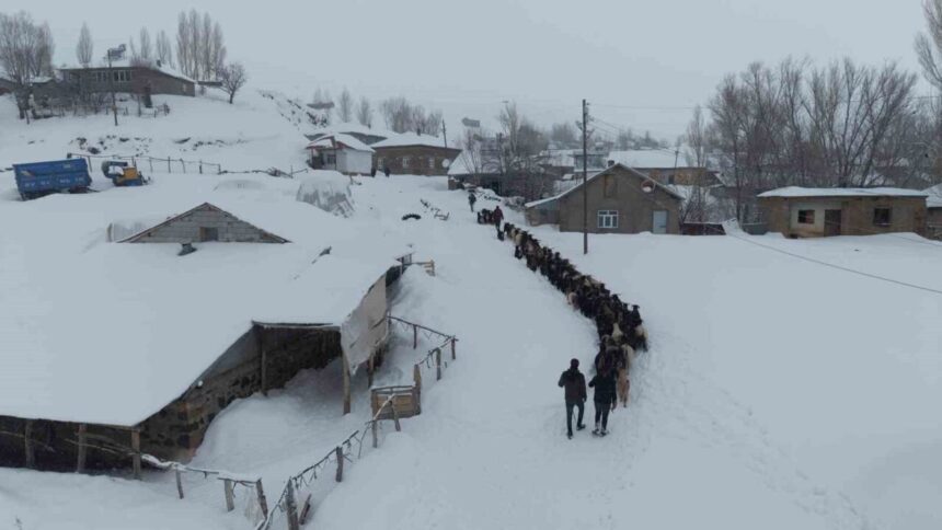 Muş’ta kar yağışı nedeniyle 1 metreyi aşan karda mahsur kalan keçiler, zorlu bir parkurla köye ulaştırıldı. Muş’ta kar yağışı nedeniyle 1 metreyi aşan karda mahsur kalan keçiler, zorlu bir parkurla köye ulaştırıldı.