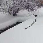 Köy imamı, karda yürüyen kedilere seslendi; renkli anlar cep telefonuyla kaydedildi.