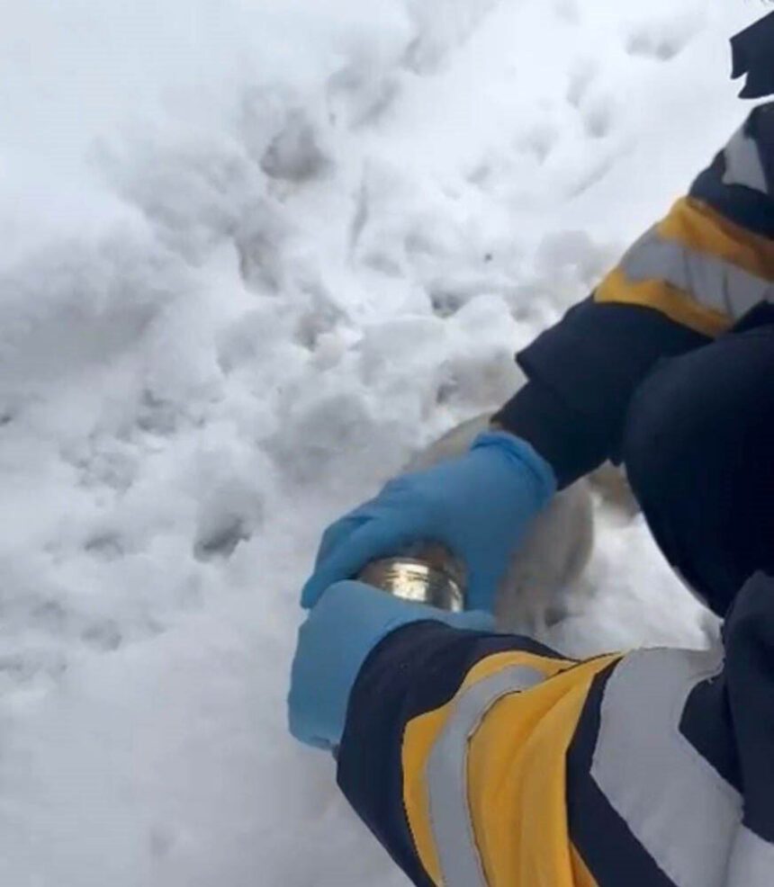 Elazığ’da başında konserve sıkışan kedi, sağlık ekibinin müdahalesiyle kurtarıldı. Elazığ’da başında konserve sıkışan kedi, sağlık ekibinin müdahalesiyle kurtarıldı.