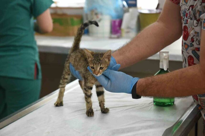 Kepez Belediyesi, 2025’te 15 bin 782 sokak hayvanına bakım ve tedavi hizmeti sundu. 146 hayvan sahiplendirildi. Kepez Belediyesi, 2025’te 15 bin 782 sokak hayvanına bakım ve tedavi hizmeti sundu. 146 hayvan sahiplendirildi.