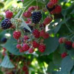 Kestel Belediye Başkanı, ahududu ve böğürtlen üretimini Sırbistan modeliyle artırmayı hedefliyor.