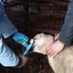 Kırklareli Tarım ve Orman Müdürlüğü, damızlık kuzulara brusella ve şap aşısı uyguluyor.