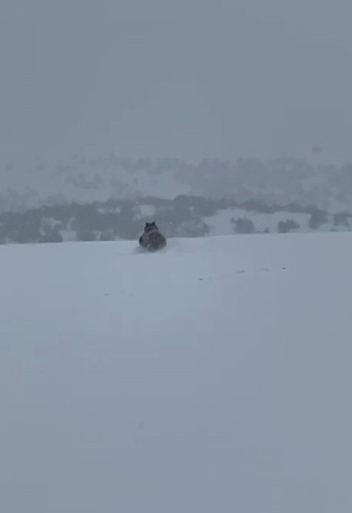 Sivas’ta bir sürücü, yolda kış uykusuna yatmamış ayıyı kayda aldı, ayı kaçarken görüntülendi. Sivas’ta bir sürücü, yolda kış uykusuna yatmamış ayıyı kayda aldı, ayı kaçarken görüntülendi.
