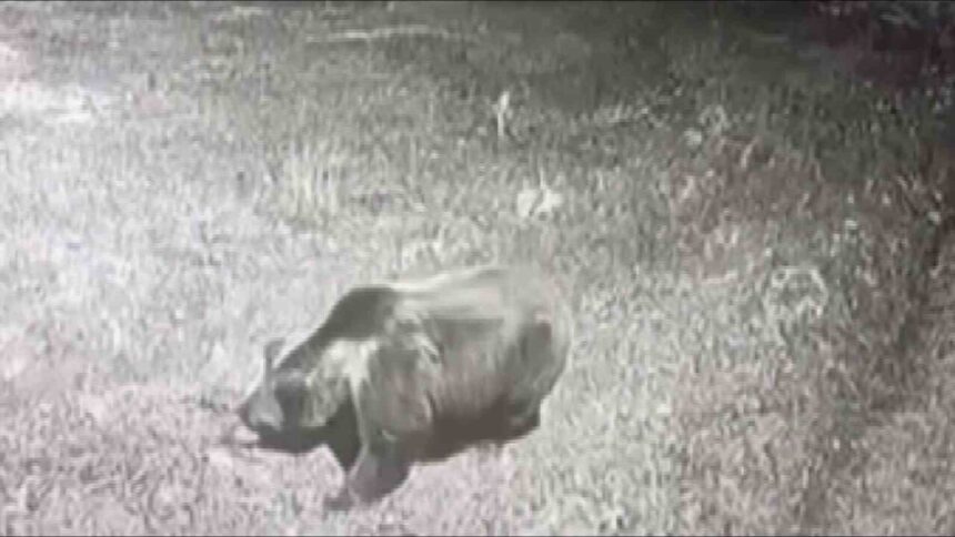 Gümüşhacıköy’deki köyde güvenlik kamerasına yakalanan ayı tedirginliğe neden oldu