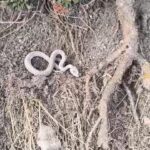 Palu’da Kış uykusuna yatmayan yılan, vatandaşın kamerasına yansıdı.