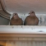 Amasya’da Bir Çift Kumru Kuşu Kış Aylarında Balkona Yuva Yaptı