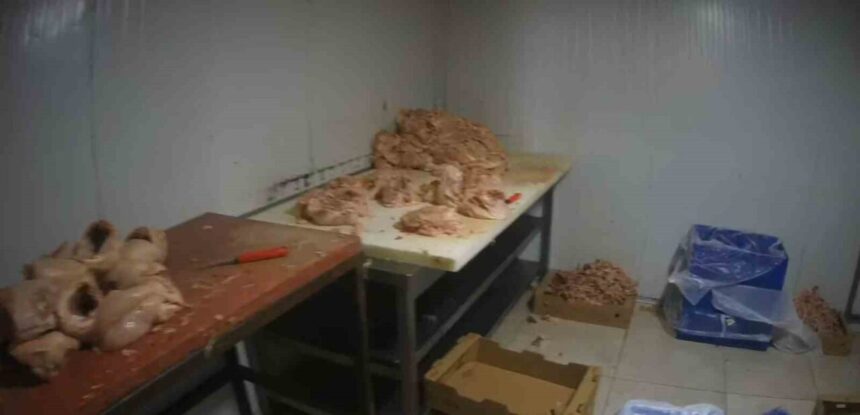 Çayırova’da ruhsatsız tavuk parçalama tesisi mühürlendi, son kullanma tarihi geçmiş ürünler ele geçirildi. Çayırova’da ruhsatsız tavuk parçalama tesisi mühürlendi, son kullanma tarihi geçmiş ürünler ele geçirildi.