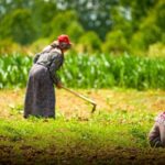 Kocaeli’de kooperatif ve birliklere hibeli tarımsal destekler yeniden başladı; başvurular 12-23 Ocak’ta.