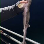 Giresun’da amatör balıkçılar camgöz köpekbalıklarıyla sıkça karşılaşıyorlar.