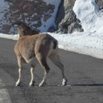 Bayburt’ta nesli tükenme tehlikesi altındaki dağ keçileri görüntülendi.