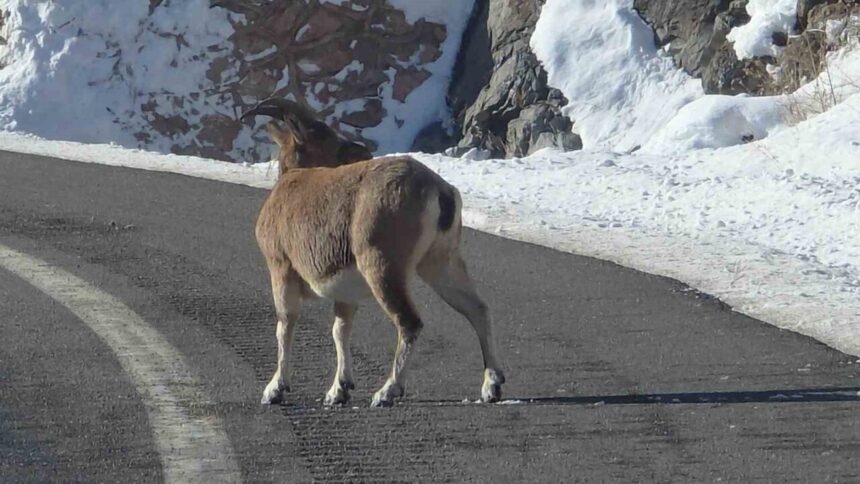 Bayburt’ta nesli tükenme tehlikesi altındaki dağ keçileri görüntülendi. Bayburt’ta nesli tükenme tehlikesi altındaki dağ keçileri görüntülendi.